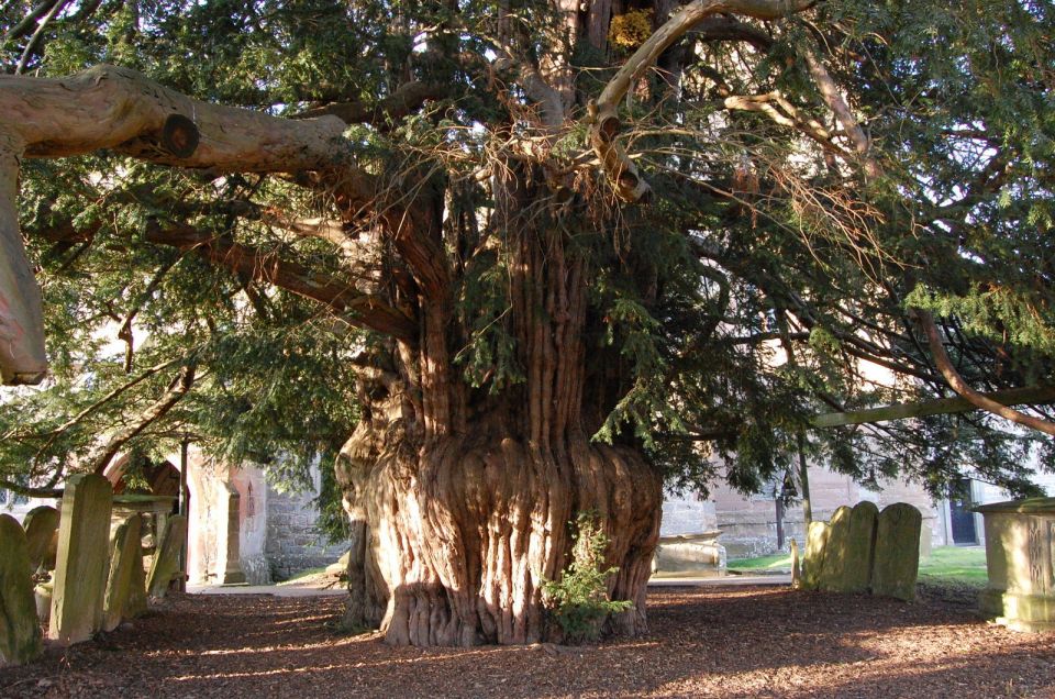 nature as sacred temples